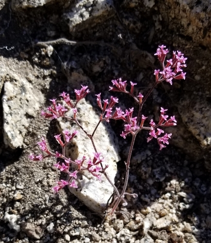 Image of Peninsular Spineflower (Chorizanthe leptotheca) by no rights reserved
