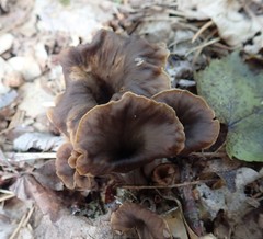 Craterellus caeruleofuscus
