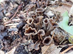 Craterellus caeruleofuscus