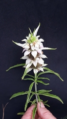 Monarda punctata punctata