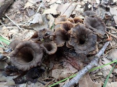 Craterellus caeruleofuscus