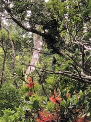 Psittacanthus ramiflorus