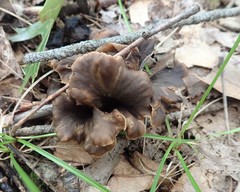 Craterellus caeruleofuscus