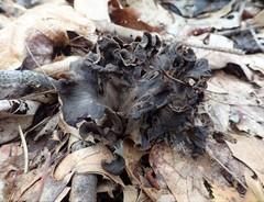 Craterellus caeruleofuscus
