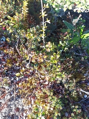 Gaultheria colensoi
