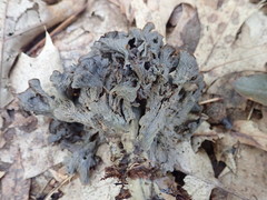 Craterellus caeruleofuscus