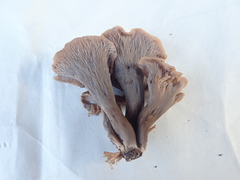 Craterellus caeruleofuscus