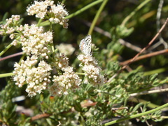Euphilotes bernardino