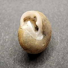 Inflectarius inflectus