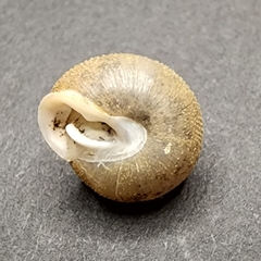 Inflectarius inflectus