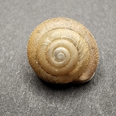 Inflectarius inflectus