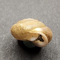 Inflectarius inflectus