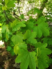 Acer circinatum