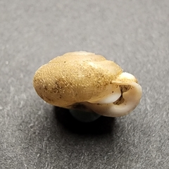 Inflectarius inflectus