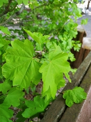 Acer circinatum