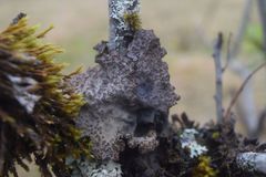 Lobaria hallii