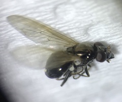 Cynorhinella longinasus