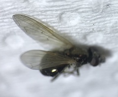 Cynorhinella longinasus