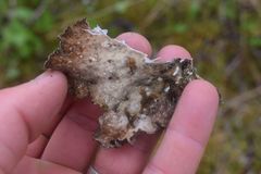 Lobaria hallii