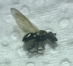 Cynorhinella longinasus