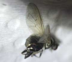 Cynorhinella longinasus