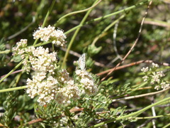 Euphilotes bernardino