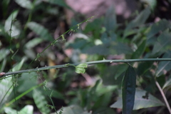 Angiospermae