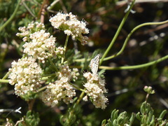 Euphilotes bernardino