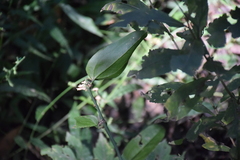 Angiospermae
