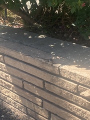 Sceloporus occidentalis