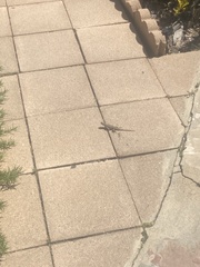 Sceloporus occidentalis