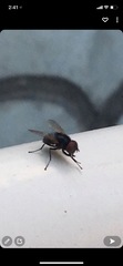 Diptera