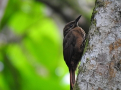 Dendrocincla fuliginosa