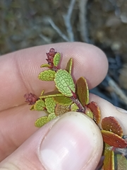 Gaultheria colensoi