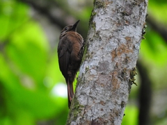 Dendrocincla fuliginosa