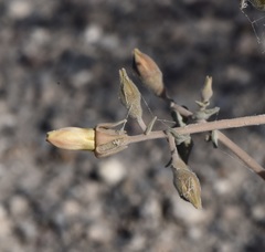 Mentzelia leucophylla