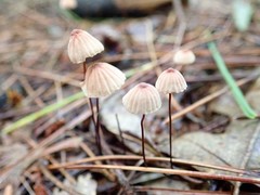 Marasmius pulcherripes