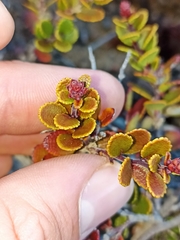 Gaultheria colensoi