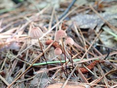 Marasmius pulcherripes