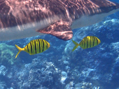 Gnathanodon speciosus