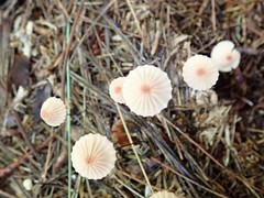 Marasmius pulcherripes