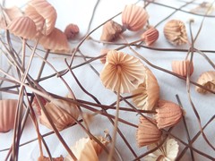 Marasmius pulcherripes