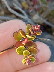 Gaultheria colensoi