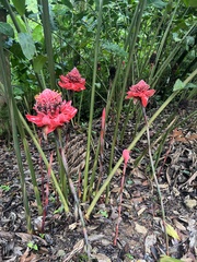 Etlingera elatior