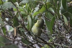 Hemignathus wilsoni