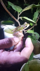 Smilisca cyanosticta