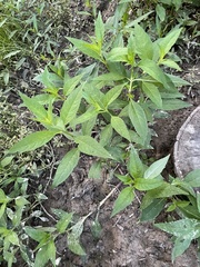 Hygrophila costata