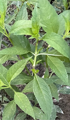 Hygrophila costata