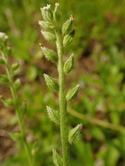 Myosotis verna