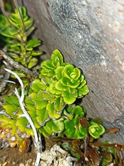 Veronica hookeriana